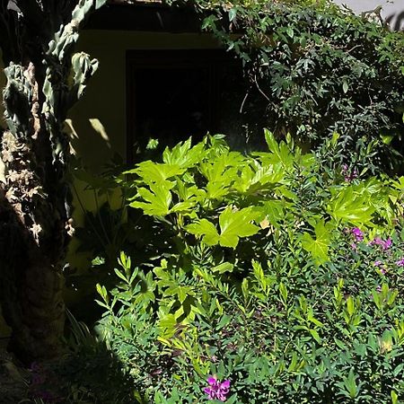 Loquat House Nel Giardino Segreto In Zona Vaticano ローマ エクステリア 写真