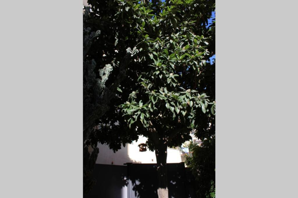 Loquat House Nel Giardino Segreto In Zona Vaticano ローマ エクステリア 写真